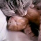 animal_gatinha_mostra_o_que_e_amor_de_mae_