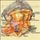 glandula_tireoide_e_o_metabolismo_celular