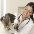 medicina_veterinaria_esta_em_alta