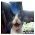 primeiro_passeio_de_carro_de_um_gato_dorgas_