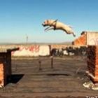 Pit Bull praticando Le Parkour