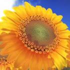 incrivel_animacao_mostra_a_sequencia_de_fibonacci_em_detalhes