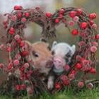 animais_no_amor