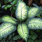 Quais são as plantas mais venenosas do mundo?
