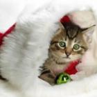 quando_animais_viram_presentes_de_natal