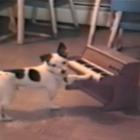 Cachorro canta e toca piano e vira sucesso na internet