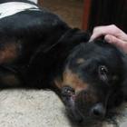lobo_cao_arrastado_pelo_dono_morre_no_interior_de_sp