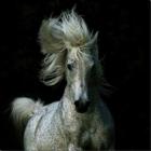 belas_fotografias_de_cavalos