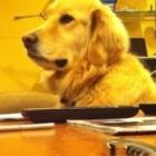 um_cao_que_danca_ao_som_da_guitarra_ja_viu