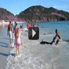 video_mostra_mais_de_30_golfinhos_encalhados