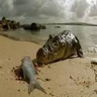 Crocodilo ataca câmera de cinegrafista em praia Austráliana 