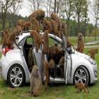 babuinos_&ldquo;avaliam&rdquo;_o_novo_hyundai_i30