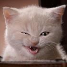 gatices_gatices_e_mais_gatices