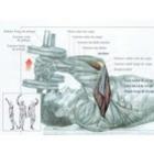 triceps_testa_com_halteres