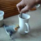 os_gifs_mais_engracados_da_semana