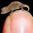 brookesia_micra_o_menor_camaleao_do_mundo