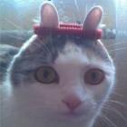 quem_nao_tem_coelho_caca_com_gato