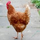 co_co_co_galinha_muda_de_sexo_e_vira_galo_na_gra_bretanha