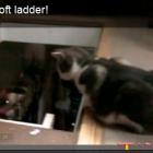 kimba_o_gato_prestativo_