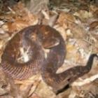 taipana_serpente_mais_venenosa_do_mundo