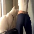 como_saber_se_seu_gato_e_macho