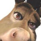 adivinha_quem_ganhara_o_premio_de_maior_burro