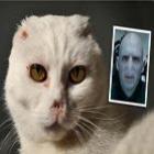 gato_que_se_parece_com_vilao_de_harry_potter_nao_consegue_doacao_