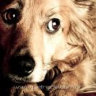 sp_cachorros_roubados_servem_de_pagamento_em_pontos_de_trafico