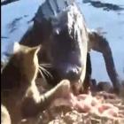 video_sensacional_gato_disputa_pedaco_de_carne_com_um_crocodilo_