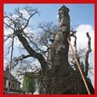 capela_em_um_carvalho_de_1000_anos