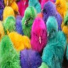 pintinhos_coloridos_causam_polemica_nos_estados_unidos