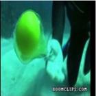Veja o que acontece quando se abrir um ovo cru a 60 metros de baixo da água 