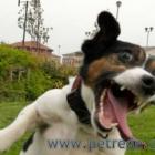 o_que_esse_cachorrinho_esta_fazendo