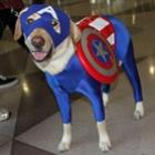 animais_cosplays_dos_vingadores