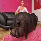 casal_de_ingleses_tem_que_conviver_com_um_porco_gigante_na_sala