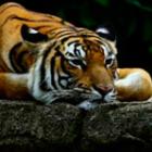 nova_campanha_da_wwf_compara_animais_e_seres_humanos