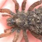 a_aranha_que_vive_coberta_de_aranhas