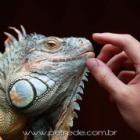 criar_animais_exoticos_exige_preparo_e_recursos_