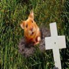 hamster_volta_da_morte_e_ganha_apelido_de_jesus