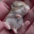 adoraveis_bebes_de_animais