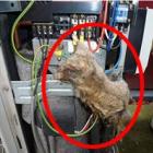 britanico_acha_rato_gigante_eletrocutado_ao_abrir_ar_condicionado