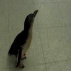 pinguinzinho_escandaloso_e_hit_na_internet