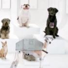 o_lado_canino_da_forca