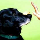por_que_nao_consigo_treinar_meu_cachorro_
