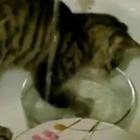 O gato lavador de pratos