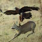 Fotógrafo flagra águia tentando capturar cervo durante caçada