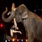 malabarista_fica_suspensa_com_perna_dentro_da_boca_de_elefante_