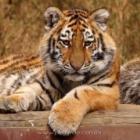 portugueses_tem_leoes_tigres_ou_crocodilos_como_animais_de_estimacao