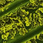 Imagens de alimentos sob um microscópio
