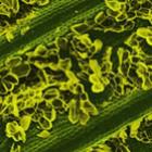imagens_de_alimentos_sob_um_microscopio